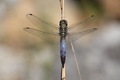 IMG_5774_Black-tailed_Skimmer