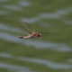 IMG_9797_Two-spotted_Dragonfly