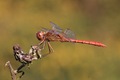 IMG_1477_Southern_Darter_male