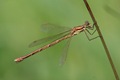 IMG_1557_Small_Emerald_Damselfly