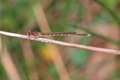 IMG_1559_Winter_Damselfly_male