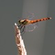 IMG_1621_Spotted_Darter