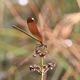 IMG_1675_Copper_Demoiselle_female