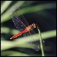 IMG_1768_Spotted_Darter