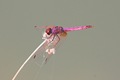 IMG_1878_Violet_Dropwing_male