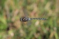 IMG_2094_Common_Hawker_male