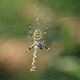 Argiope bruennichi IMG_2925