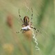 Argiope bruennichi IMG_2927