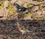 Chaffinch_comparison