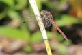 IMG_0477_Island_Darter