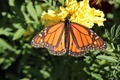 IMG_0538_Monarch_male