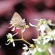 IMG_0573_Langs_Short-tailed_Blue