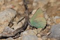 IMG_9087_Green_Hairstreak