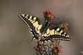 IMG_9109_Swallowtail