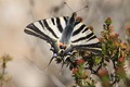 IMG_9113_Spanish_Swallowtail
