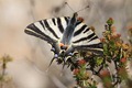 IMG_9113_Spanish_Swallowtail