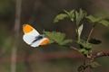 IMG_0039_Orange_Tip_male