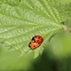 IMG_0075 Ladybirds