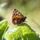 IMG_0111 Duke of Burgundy