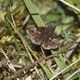 IMG_0114 Dingy Skipper