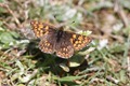 IMG_0120 Duke of Burgundy