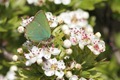 IMG_0122 Green Hairstreak