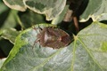 IMG_9153_Green_Shield_Bug