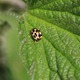 IMG_9220 Ladybirds