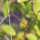 IMG_9337 Small Red Damselfly male