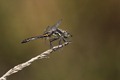 IMG_9358 Black Darter male