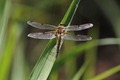 IMG_9458 Four-spotted Chaser