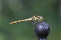 IMG_9651 Garden Darter female