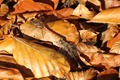 J01_0603 Common Darters in autumn