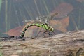 J01_0660 ovipositing Southern Hawker