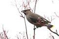 J01_0739 Waxwing