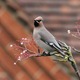 J01_0741 Waxwing