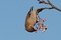 J01_0816 Waxwing