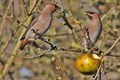 J01_0832 Waxwing