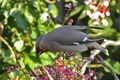 J01_0847 Waxwing