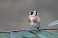 J01_0858 Goldfinch