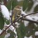 J01_0949 Siskin female