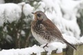 J01_0956 Fieldfare