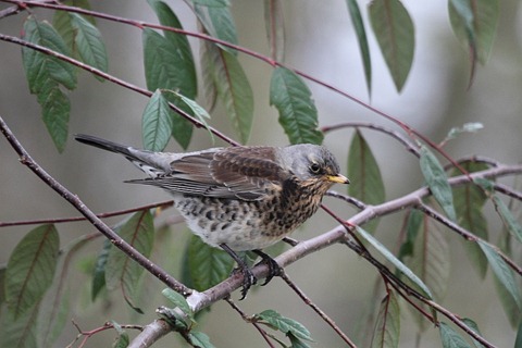 J01_1043 Fieldfare