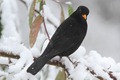 J01_1086 Blackbird and Snow