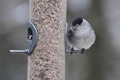 J01_2213 Blackcap