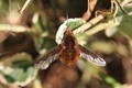 IMG_9423 Bee-fly