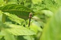 C01-0045-Hairy-Dragonfly-ad
