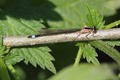 J01_2656 Blue-tailed female