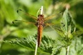 J01_2662 Scarce Chaser