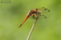 J01_2665 Scarce Chaser